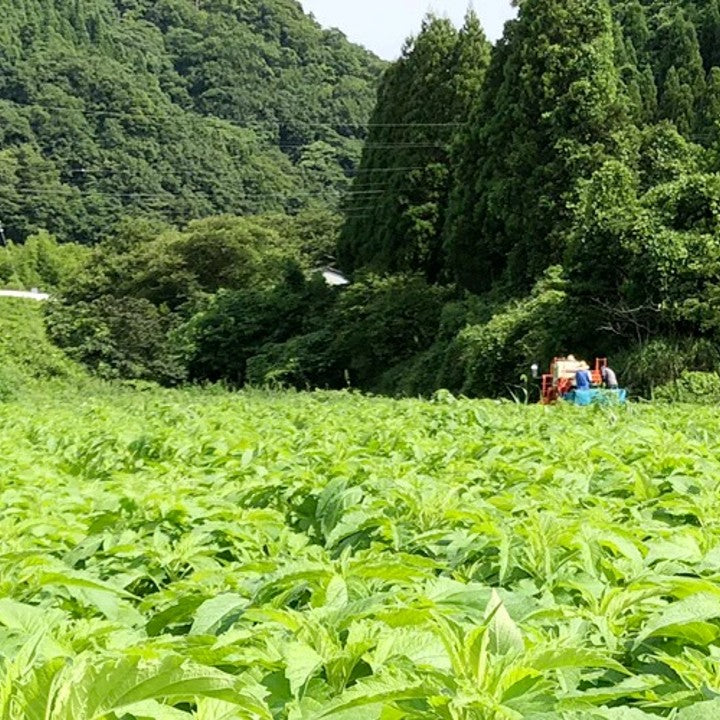 江津産の桑茶