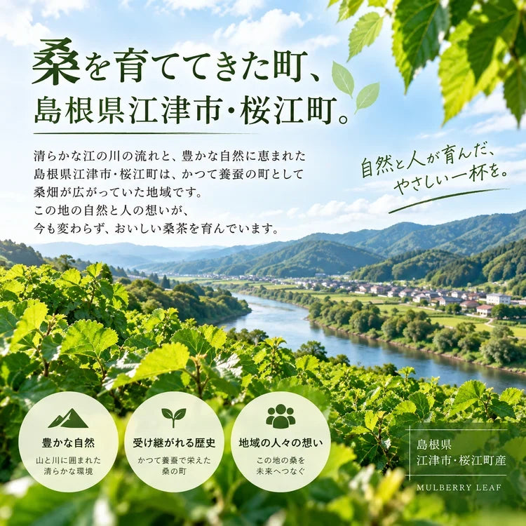 【基本送料無料】国産有機栽培 有機桑茶 お徳用ティーバッグ(36包)×6個セット